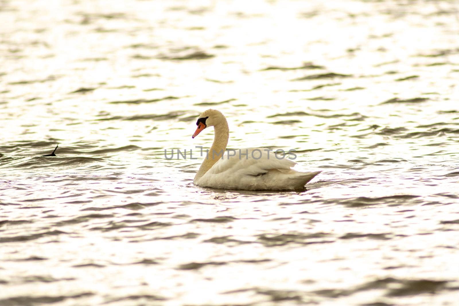 gorgeous white swan chilling in the lake junaluska of north carolina by digidreamgrafix