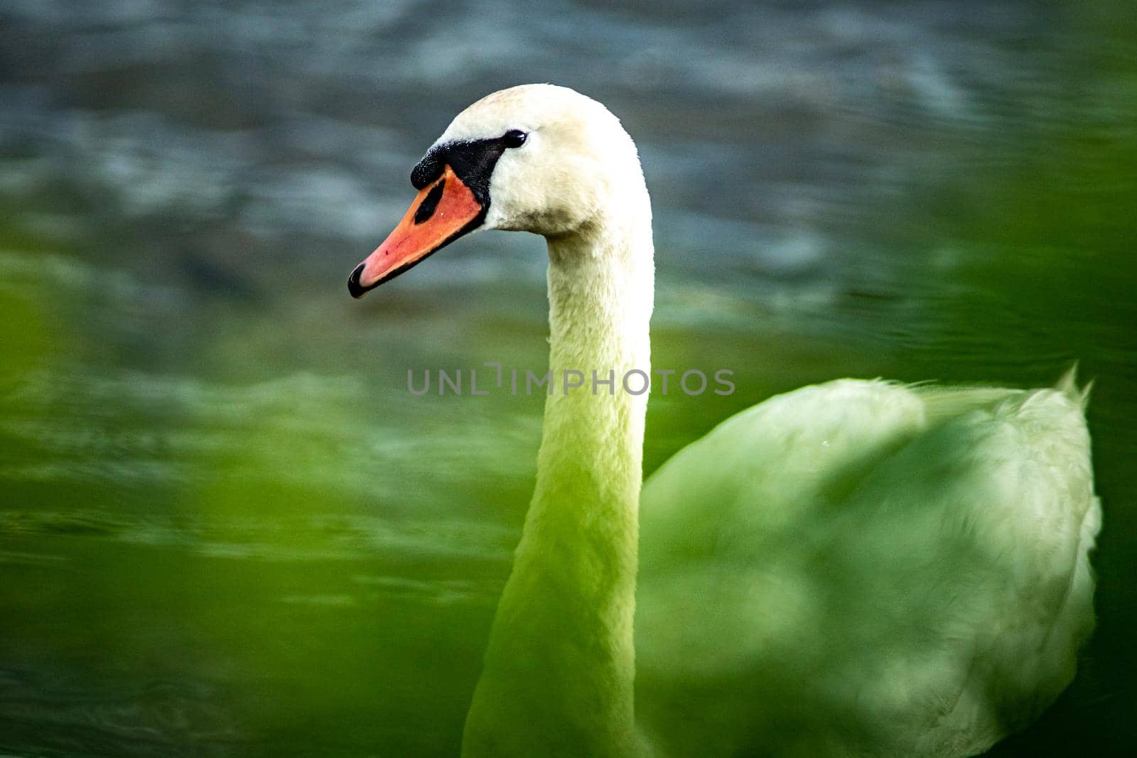 gorgeous white swan chilling in the lake junaluska of north carolina by digidreamgrafix