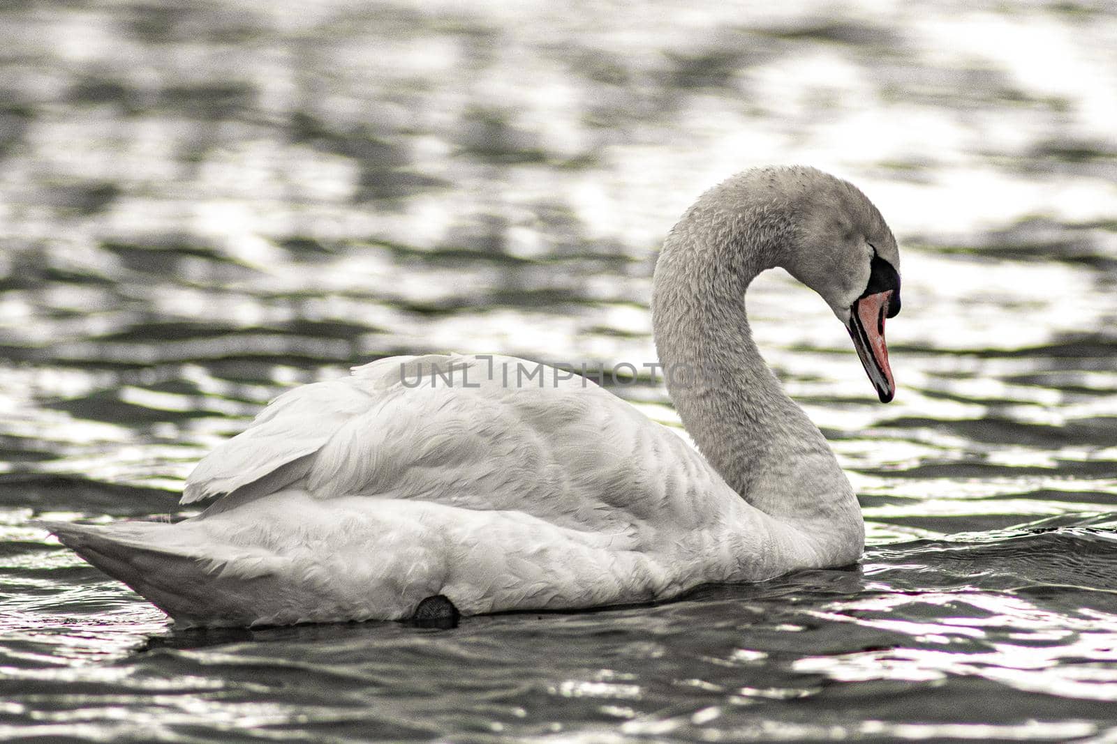 gorgeous white swan chilling in the lake junaluska of north carolina by digidreamgrafix