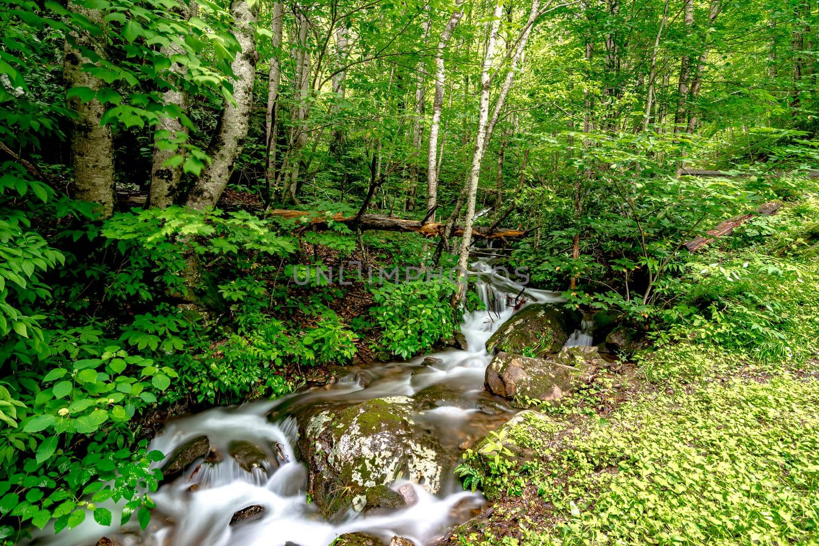 beautiful peaceful nature on a crek in the mountains