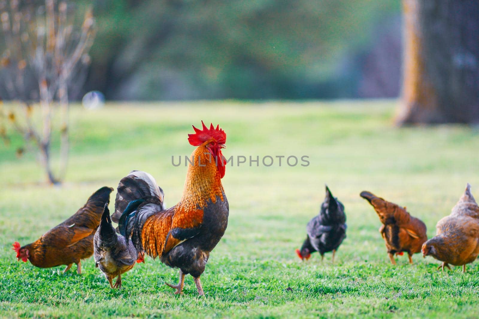 Rooster and Chickens. Free Range Cock and Hens