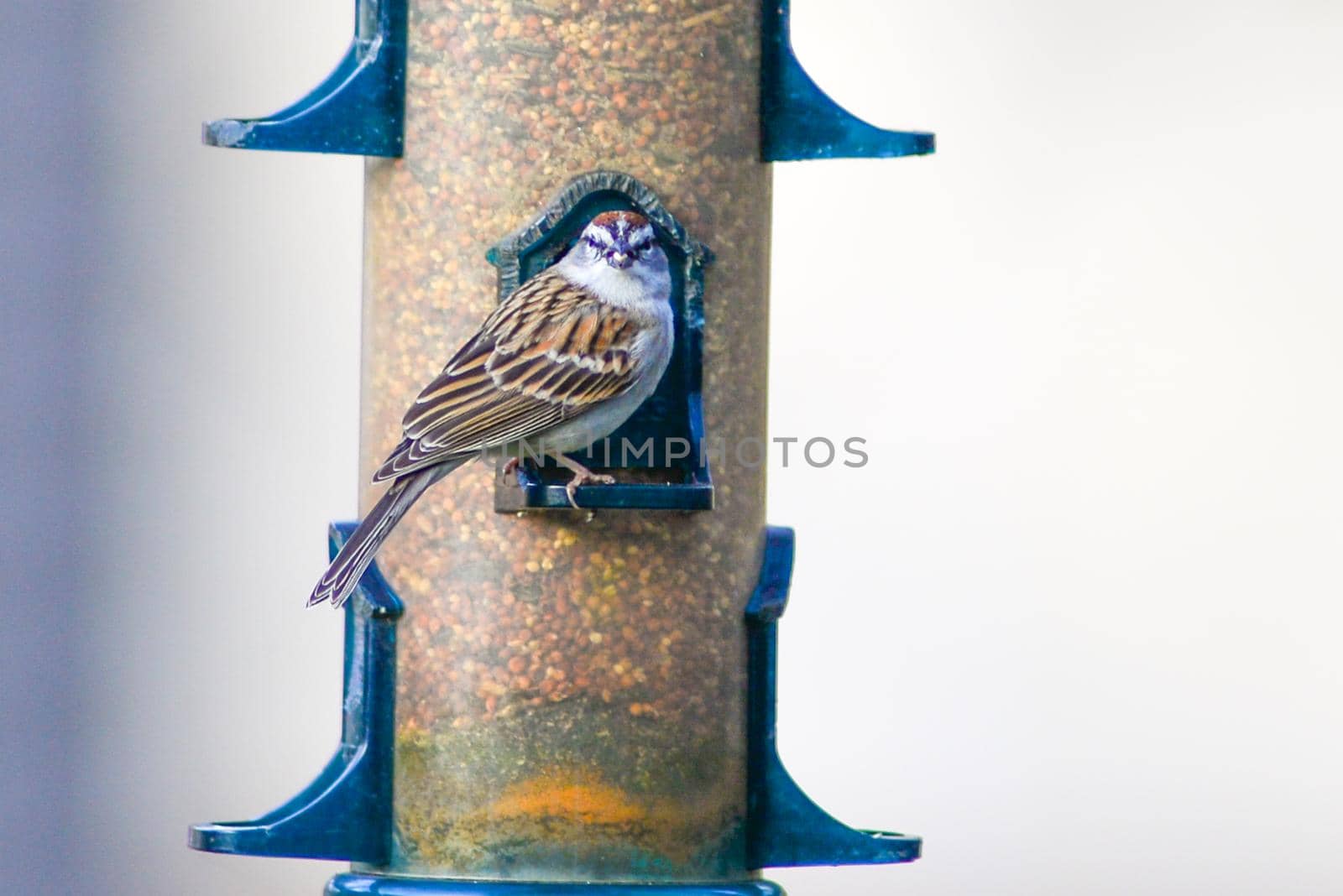 bunch of birds hanging out at the bird feeder by digidreamgrafix