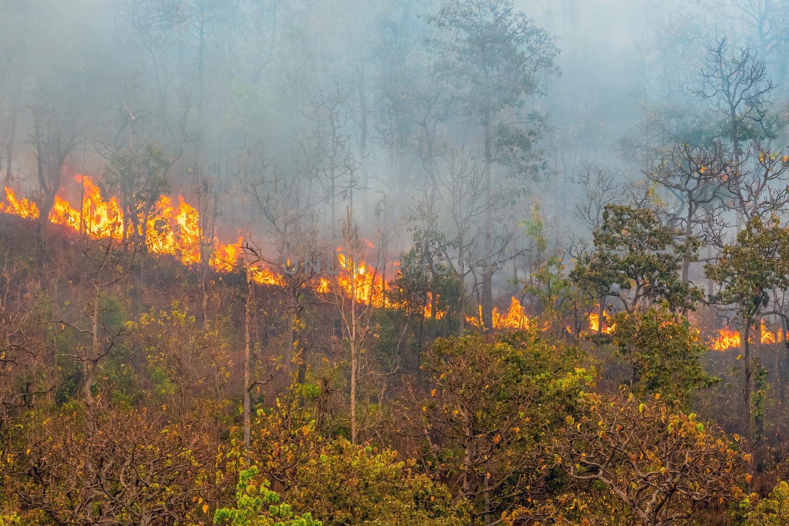 Forest fire is burning primarily as a surface fire, spreading along the ground