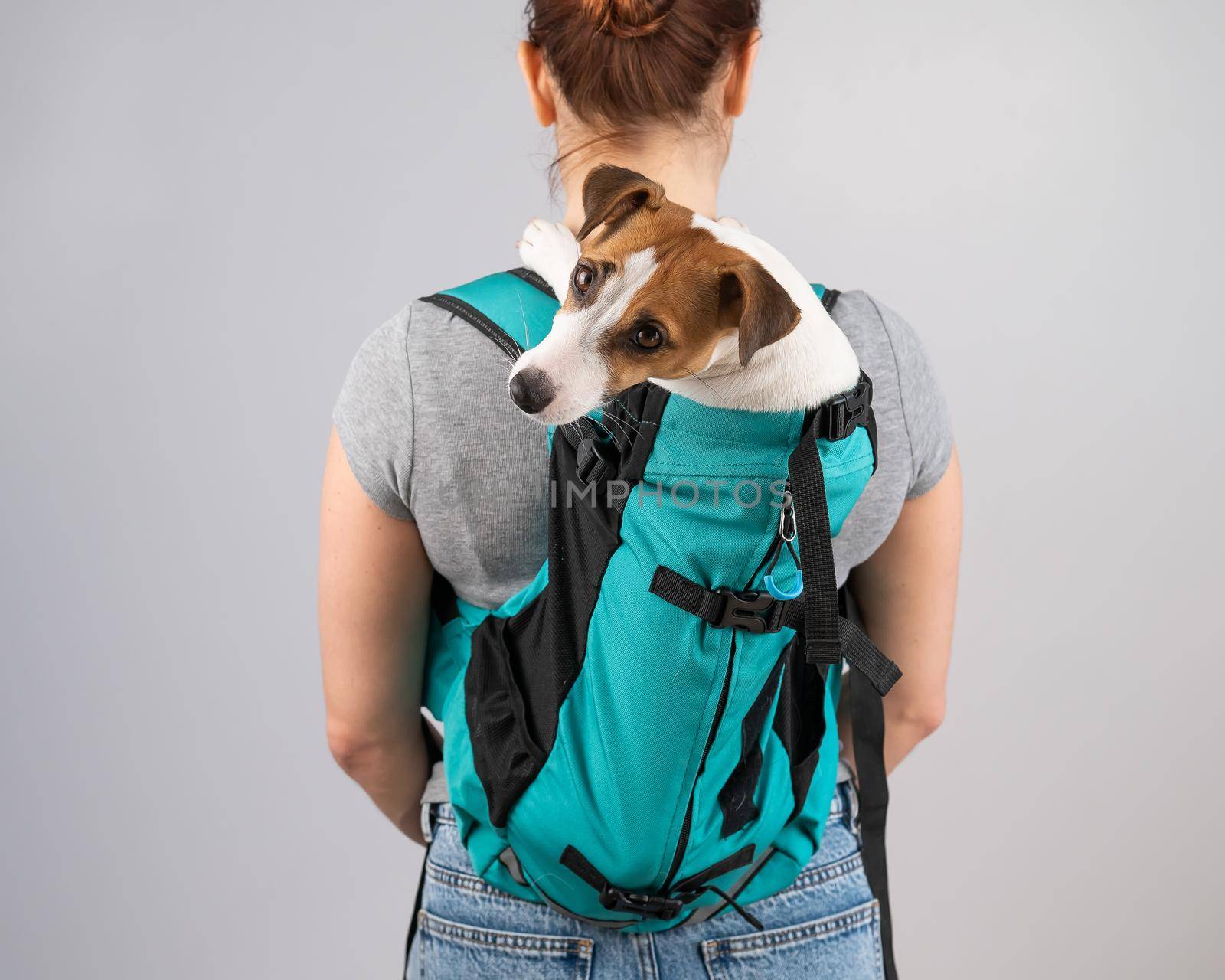 Caucasian woman carries jack russell terrier dog in her backpack