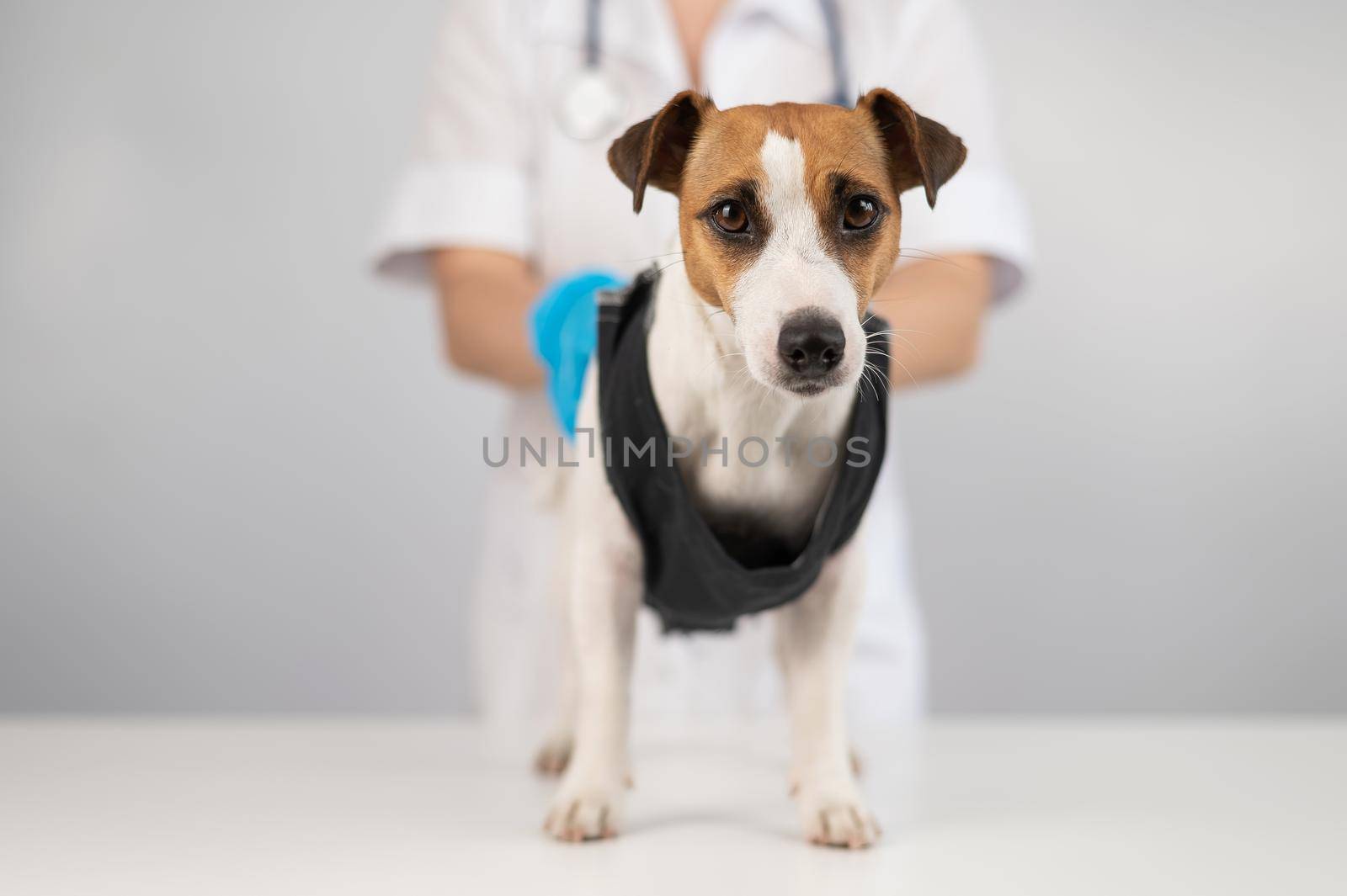 A doctor puts a blanket on a Jack Russell Terrier dog after a surgical operation