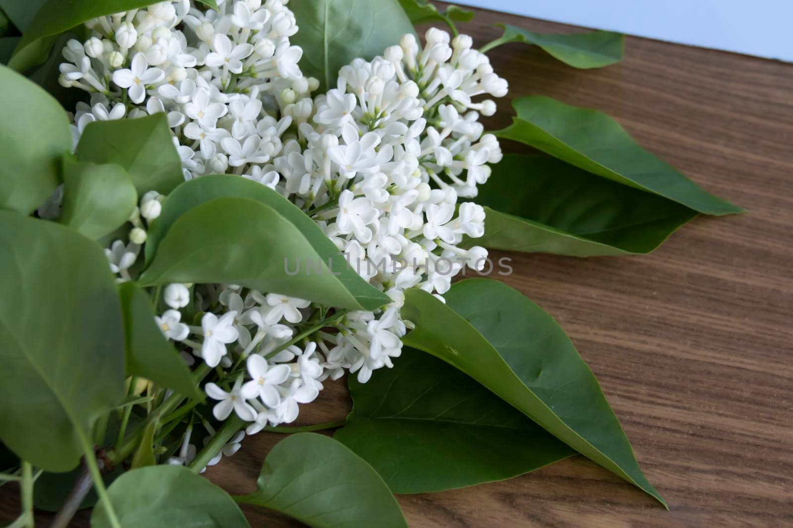 A bouquet of white, spring, fragrant lilac with green leaves on a blue background and free space for advertising.