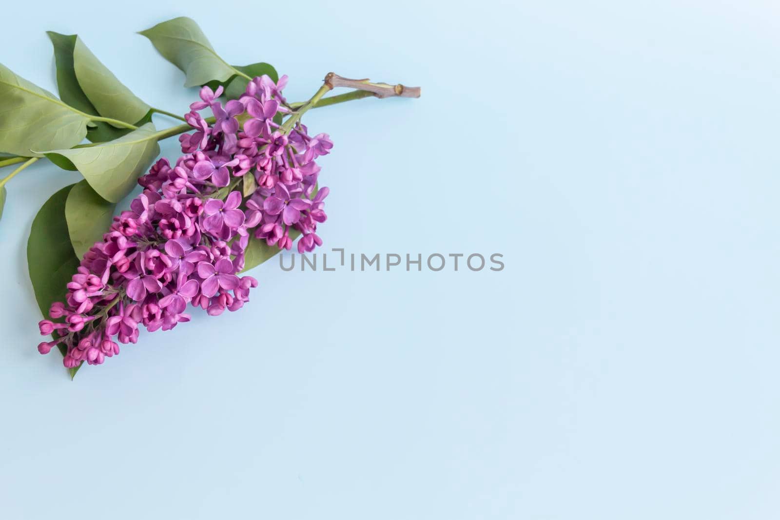 A bouquet of purple, spring, fragrant lilac with green leaves on a blue background. by Alla_Yurtayeva