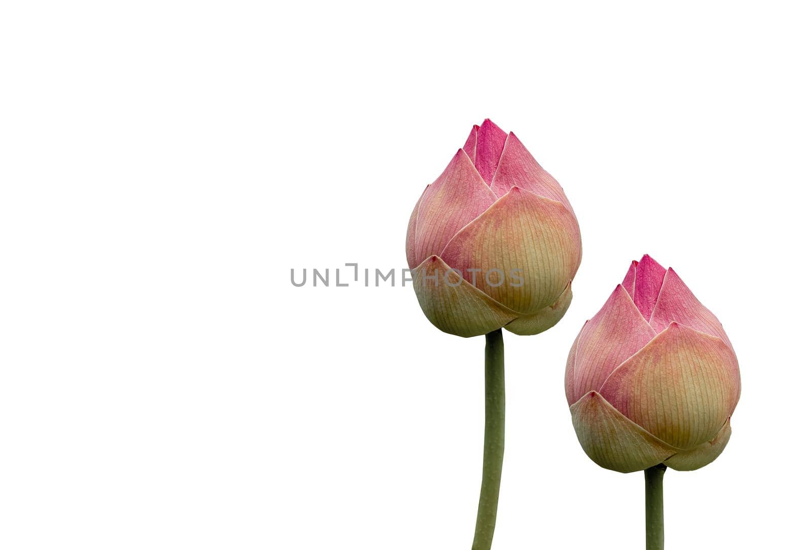 Lotus of pink  or water lily with copy space on isolated white by Buttus_casso