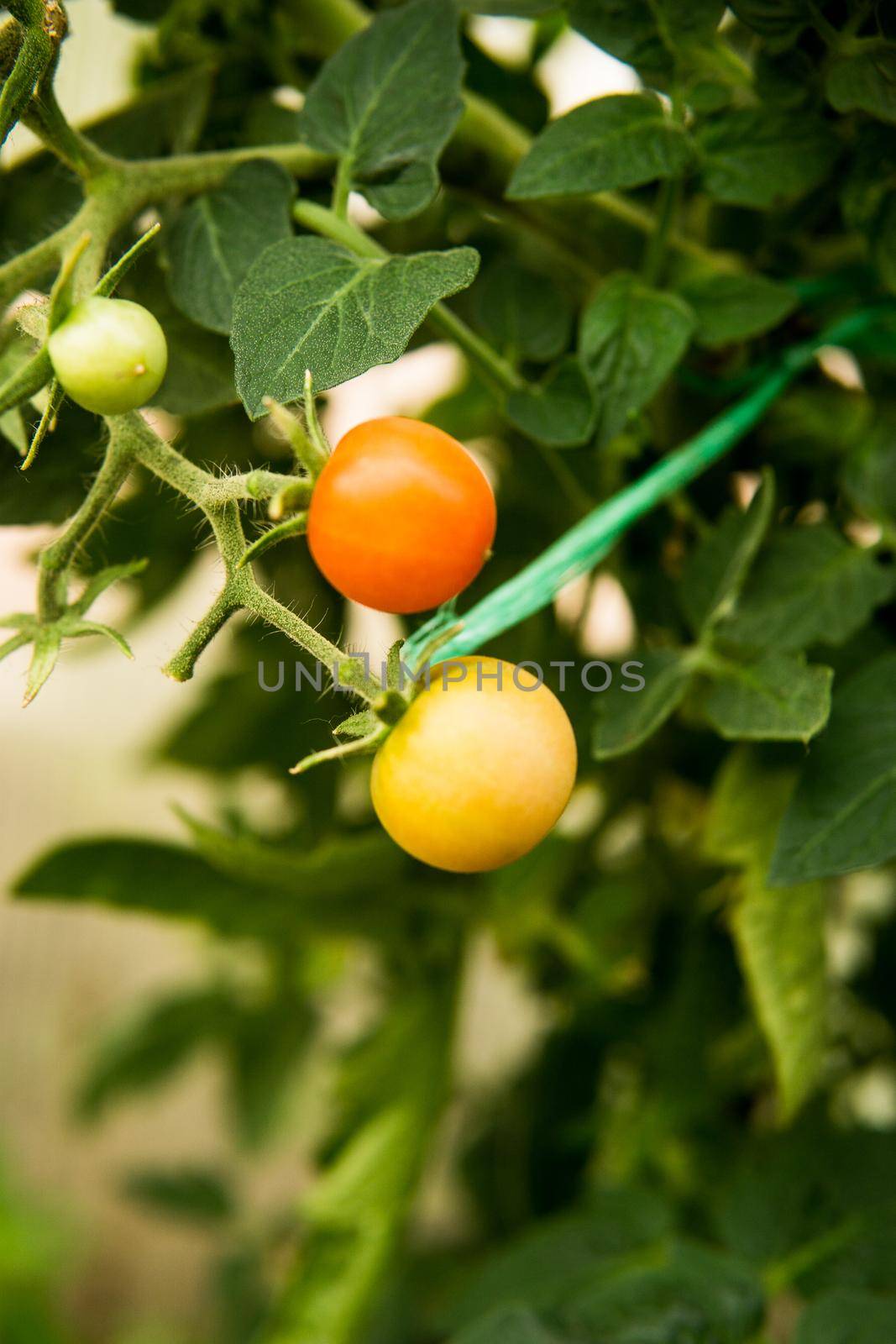 Tomatoes are hanging on a branch in the greenhouse. by Annu1tochka