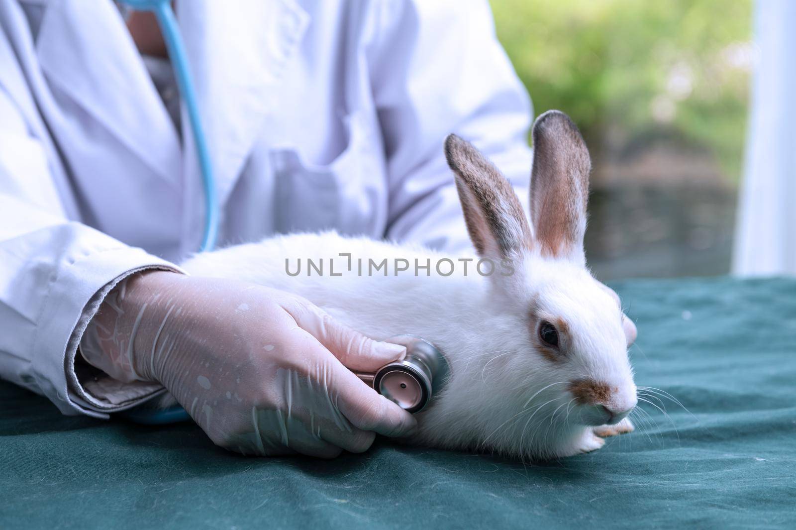 A veterinarian is treating a rabbit in an animal hospital.