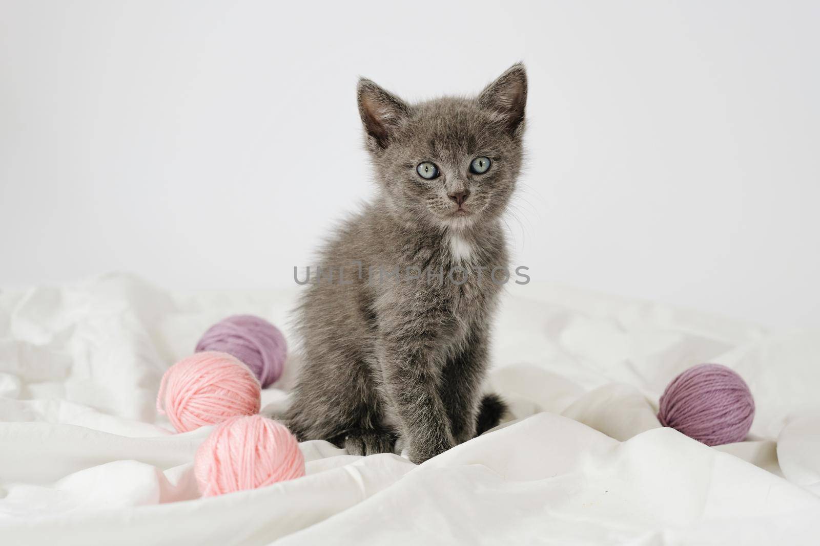 Little curious grey kitten sitting over white blanket looking at camera with balls skeins of thread. by natus111