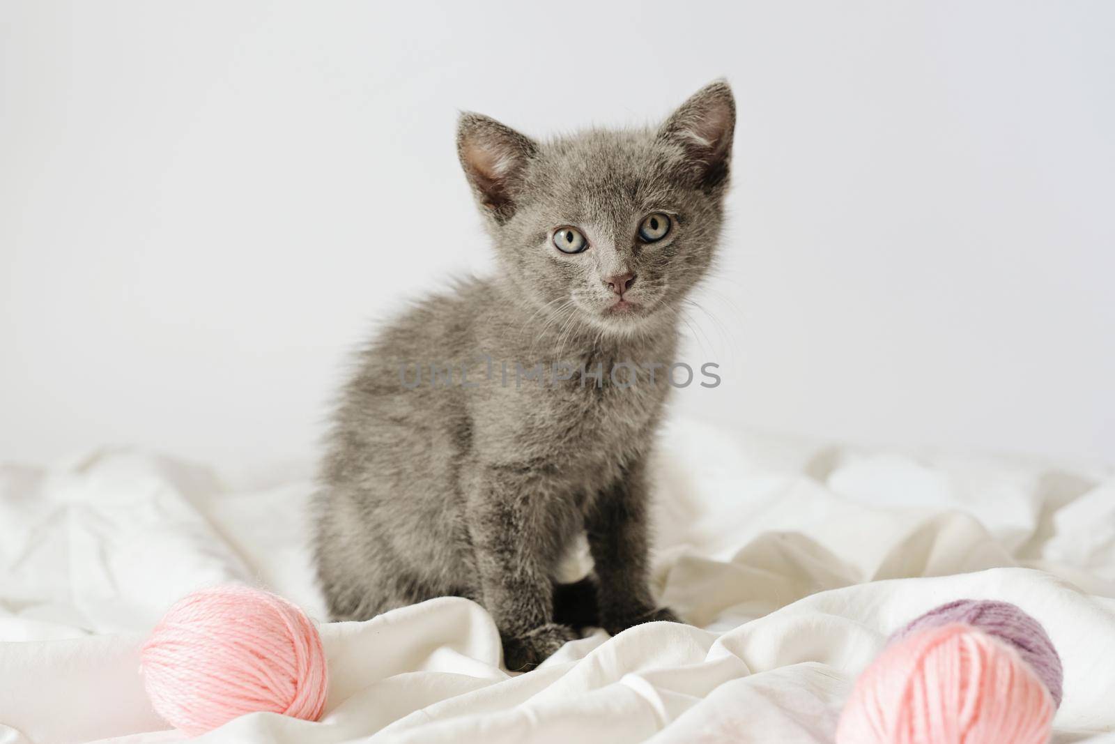 Little curious grey kitten sitting over white blanket looking at camera with balls skeins of thread. by natus111