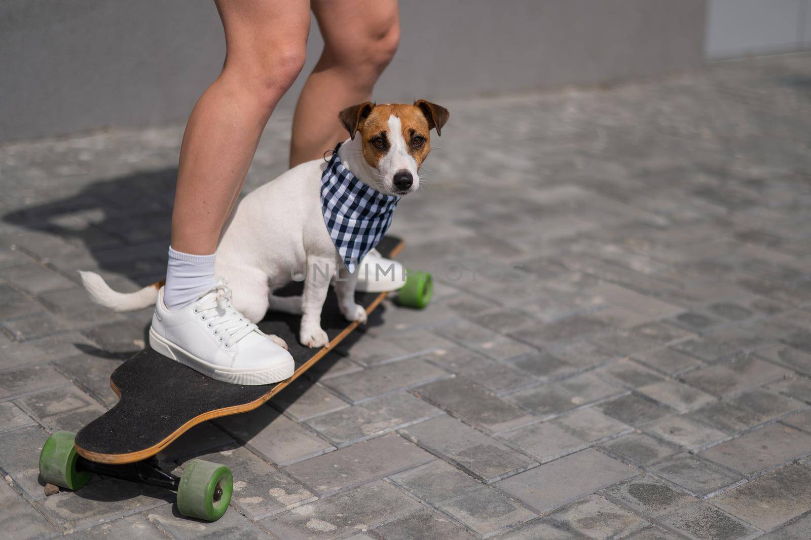 Caucasian woman riding a longboard along with dog jack russell terrier