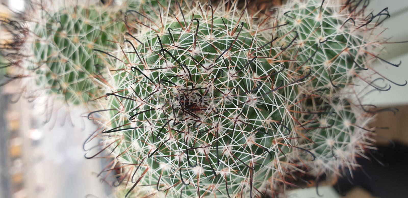 Cactus and Cactus flowers popular for decorative by NongEngEng