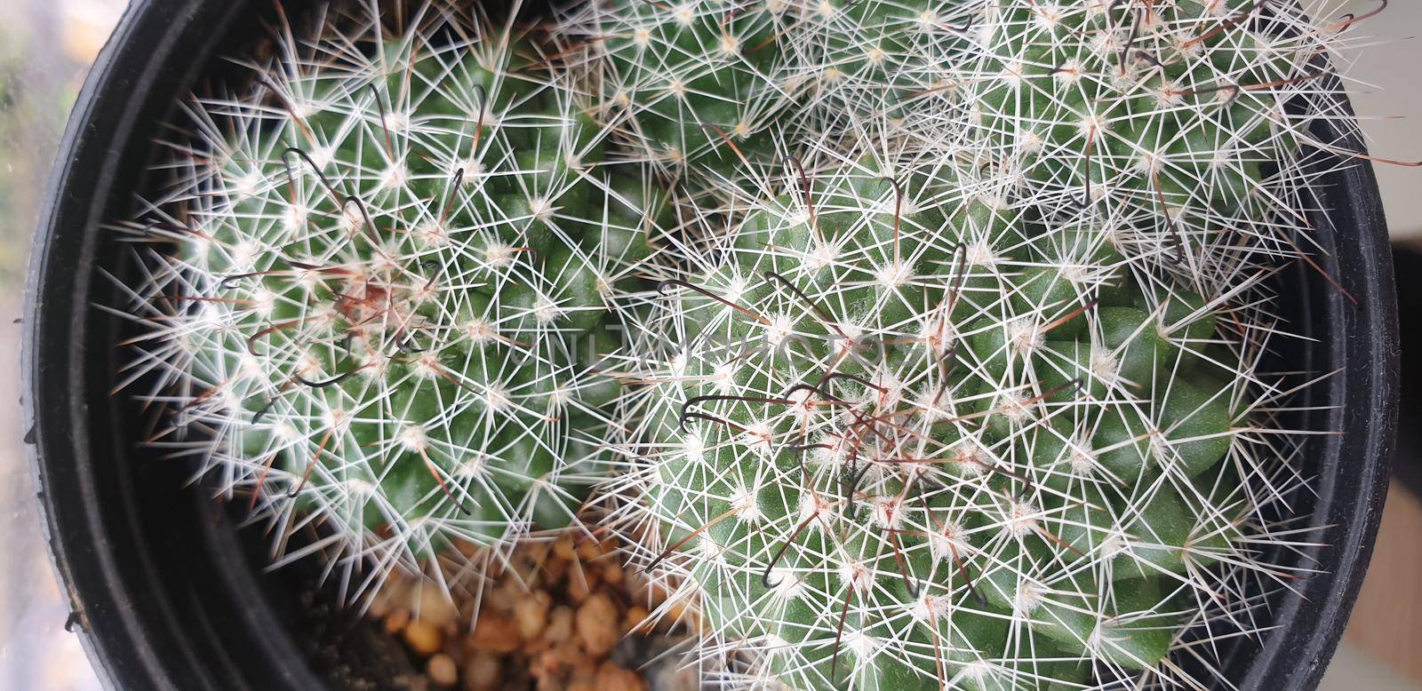 Cactus and Cactus flowers popular for decorative by NongEngEng