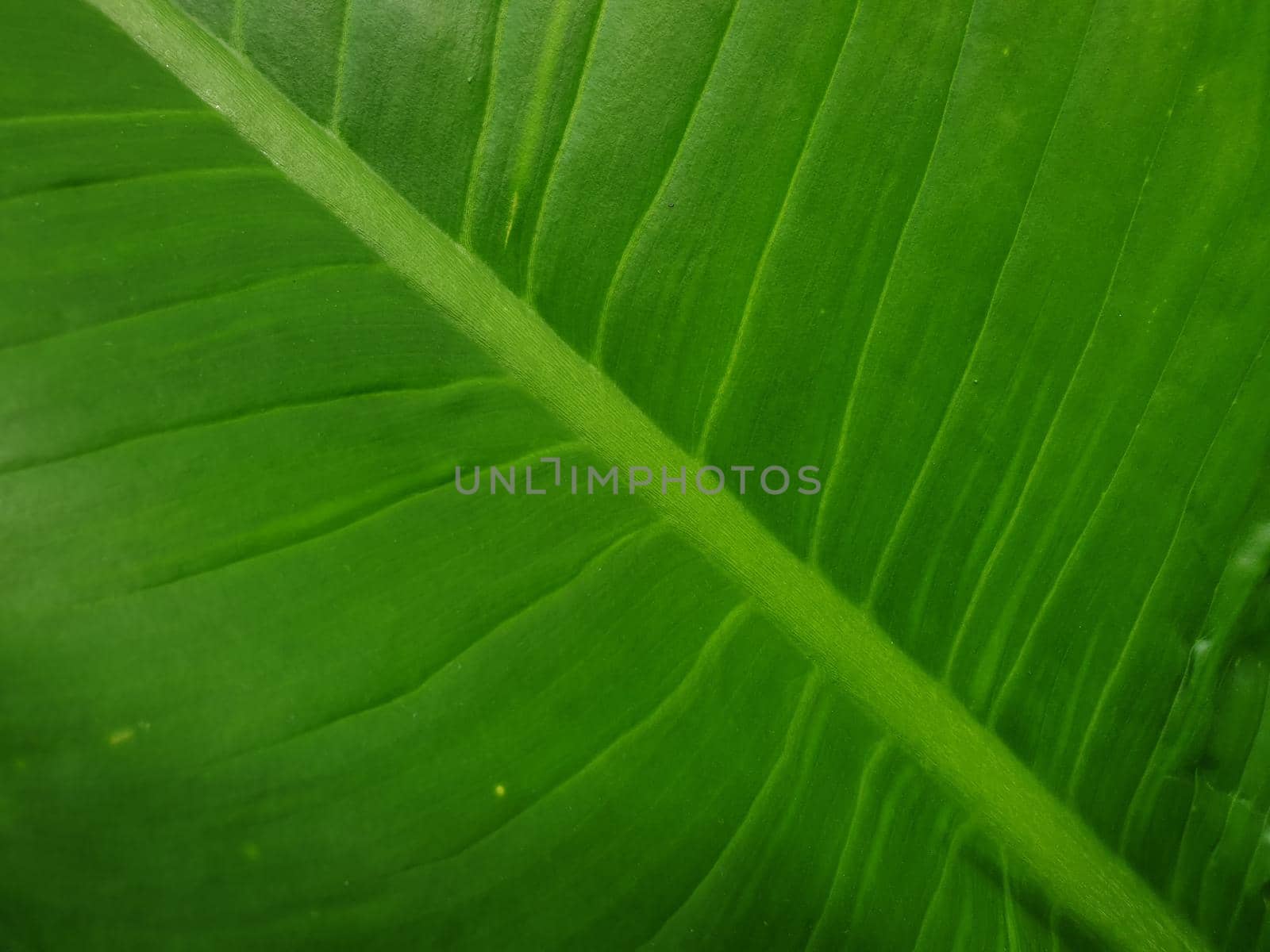 Greenery background of nature plant and leaf by NongEngEng