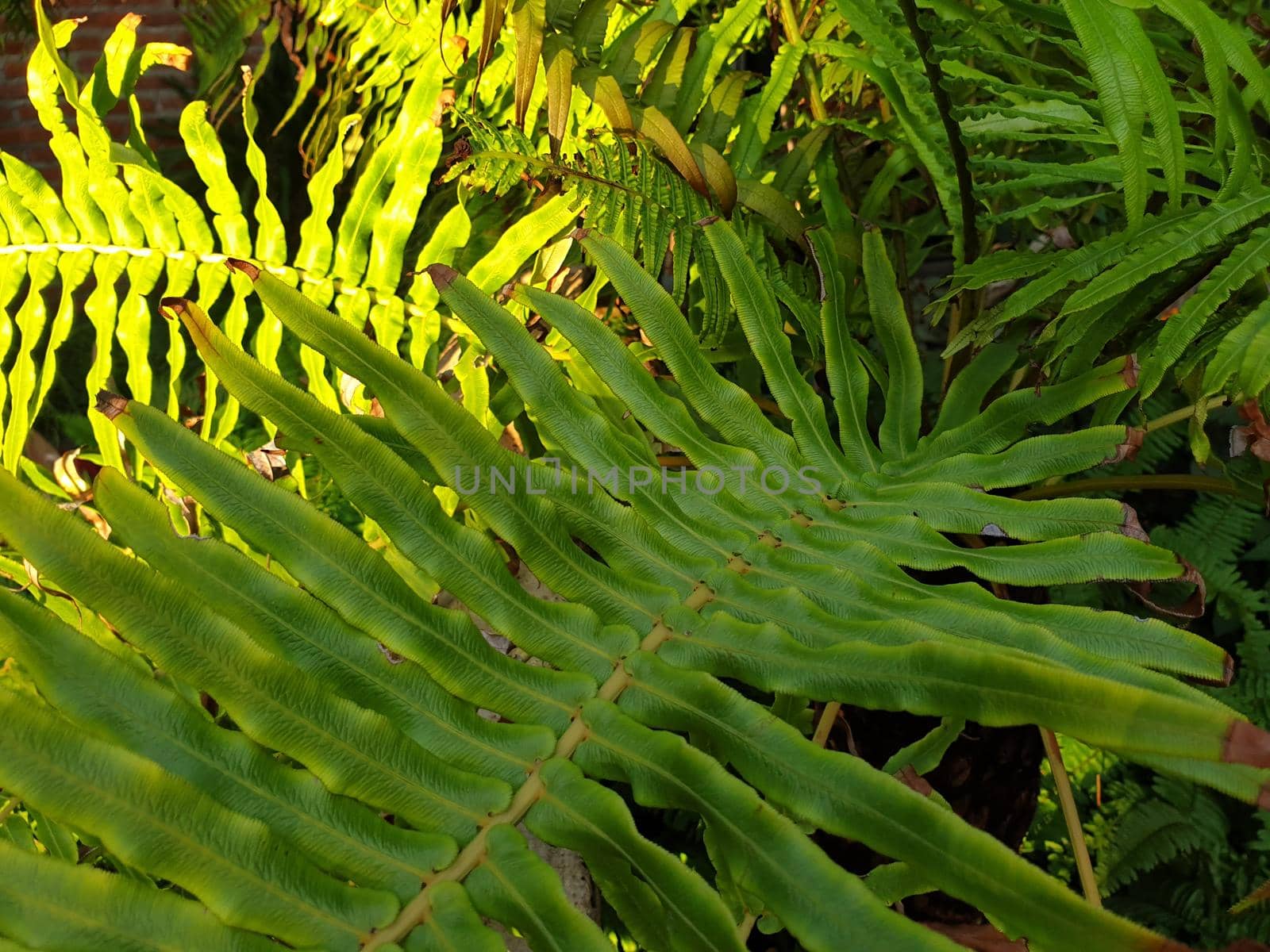 Greenery background of nature plant and leaf by NongEngEng