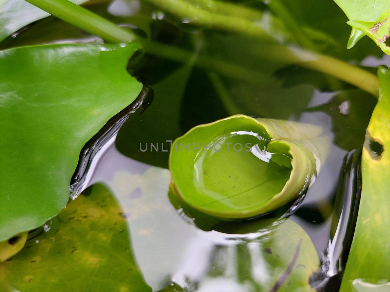 Greenery background of nature plant and leaf by NongEngEng