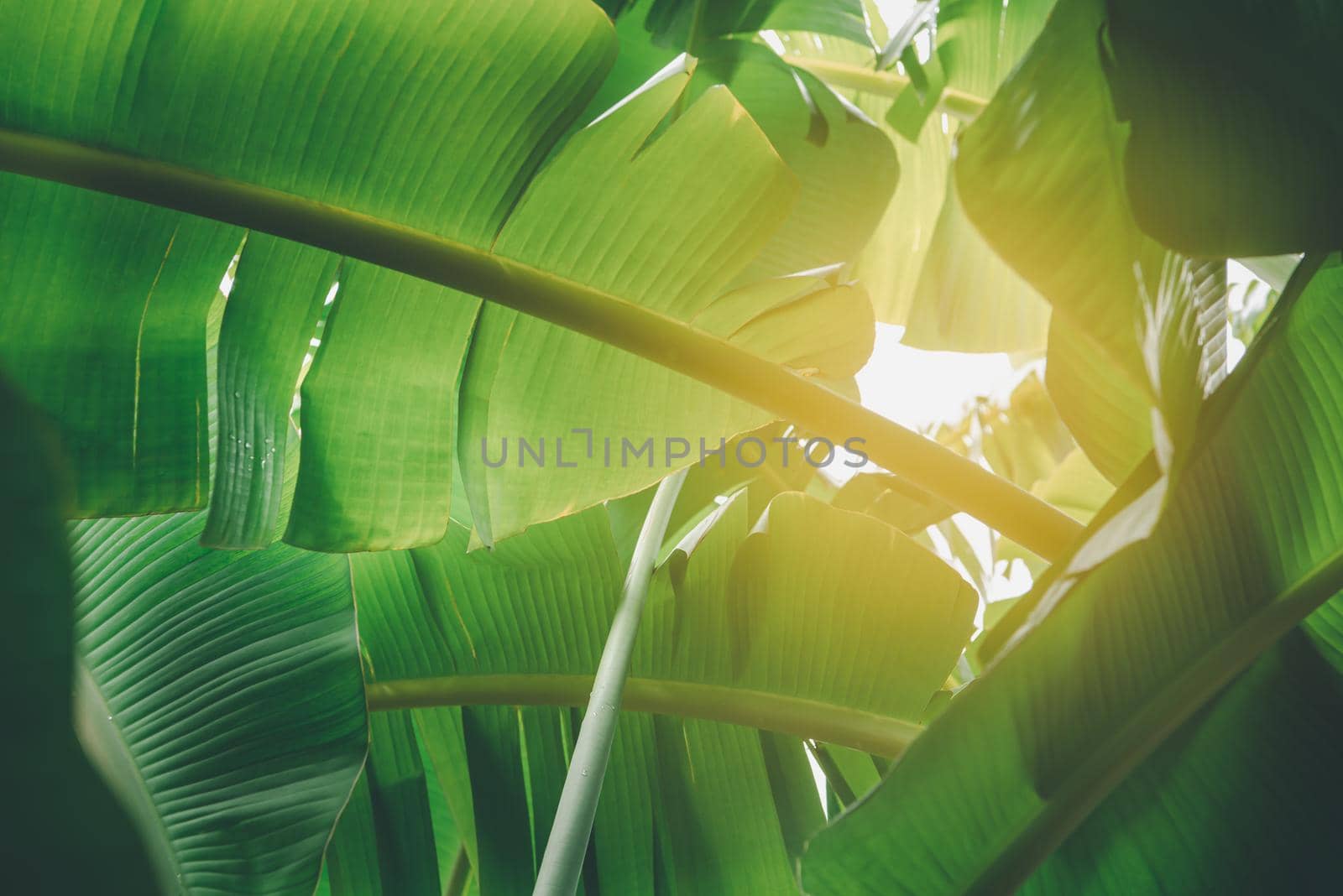 Greenery background, green color of nature plant and leaf environment greenery concept (Banana)