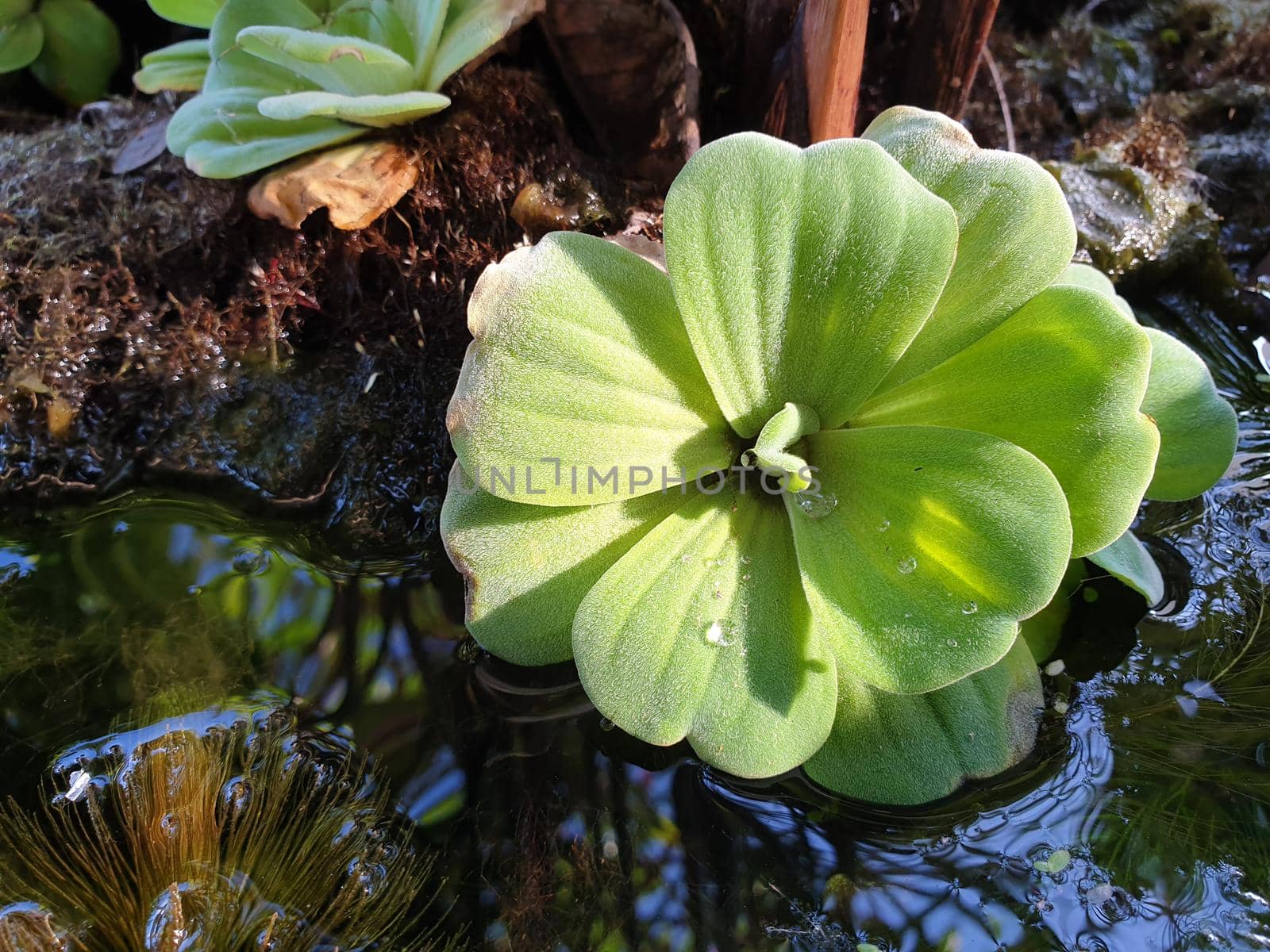 Greenery background of nature plant and leaf by NongEngEng