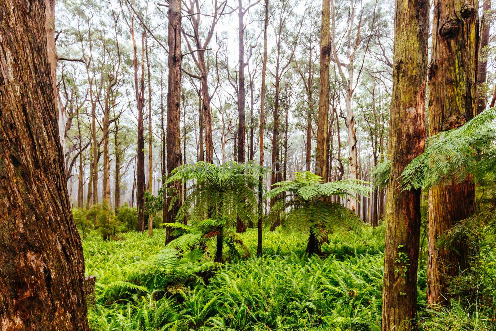 The lush ferny surroundings on a cold misty day along Donna Buang Rd near Don Rd and Healesville in Victoria, Australia