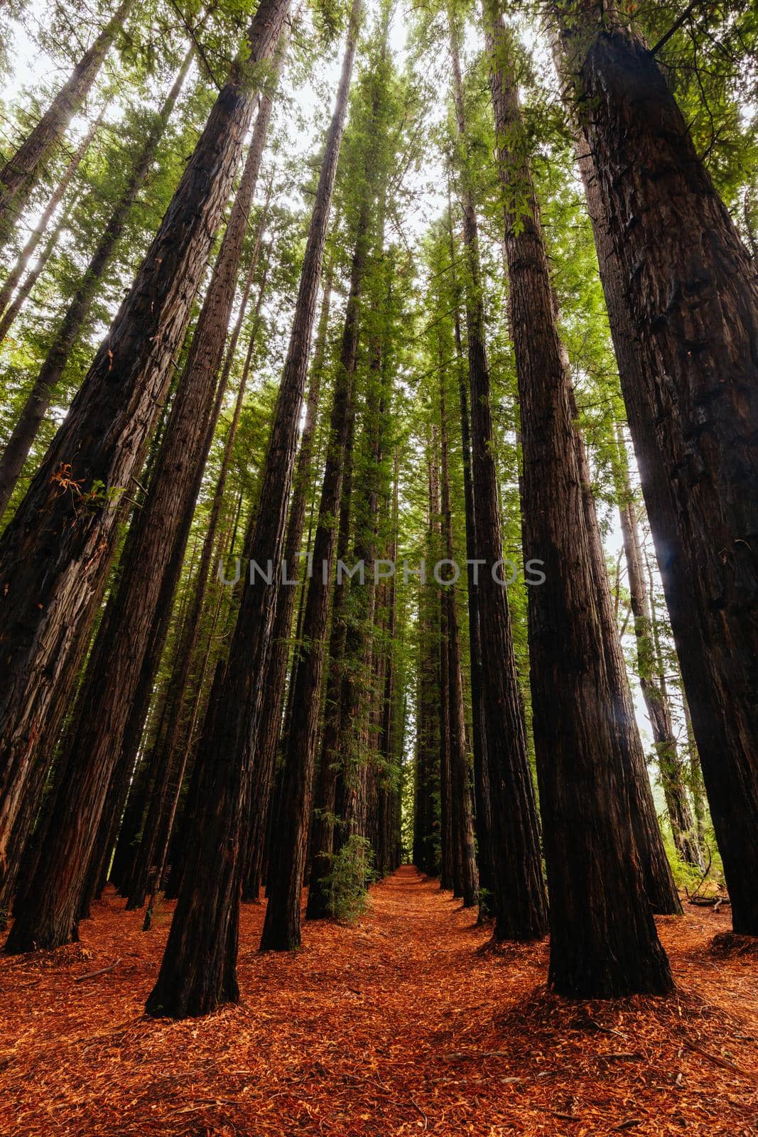 The tranquil Cement Creek Redwood Forest near Warburton in Victoria, Australia