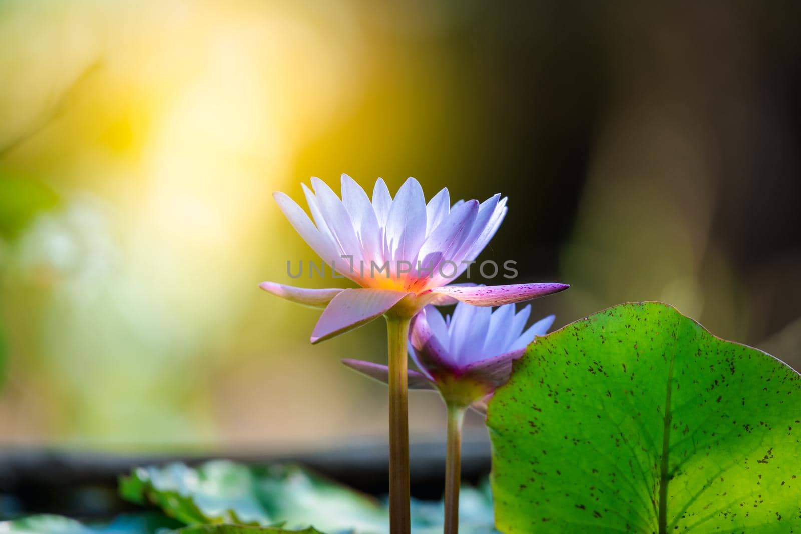 Lotus flower (Tropical water-lily) by NongEngEng
