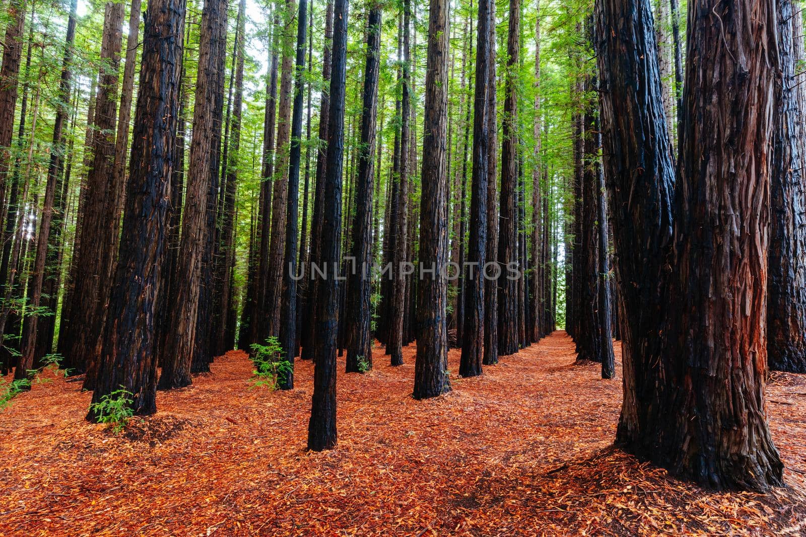 The tranquil Cement Creek Redwood Forest near Warburton in Victoria, Australia