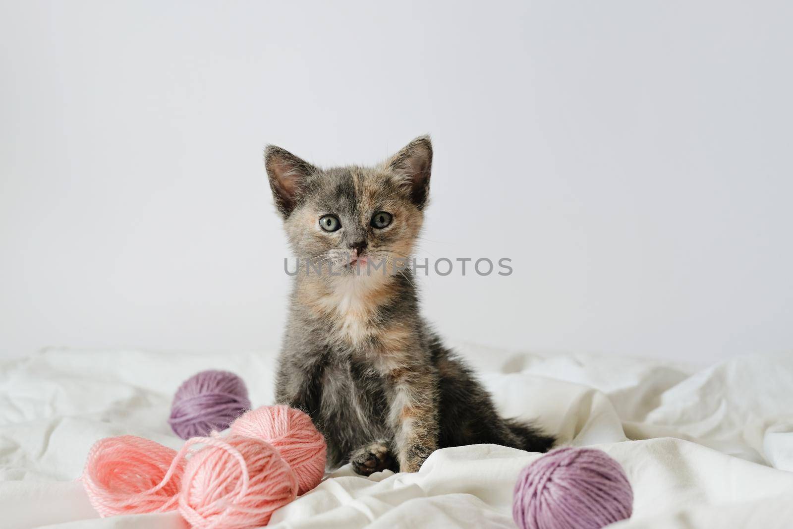 Little curious striped kitten sitting over white blanket looking at camera. by natus111