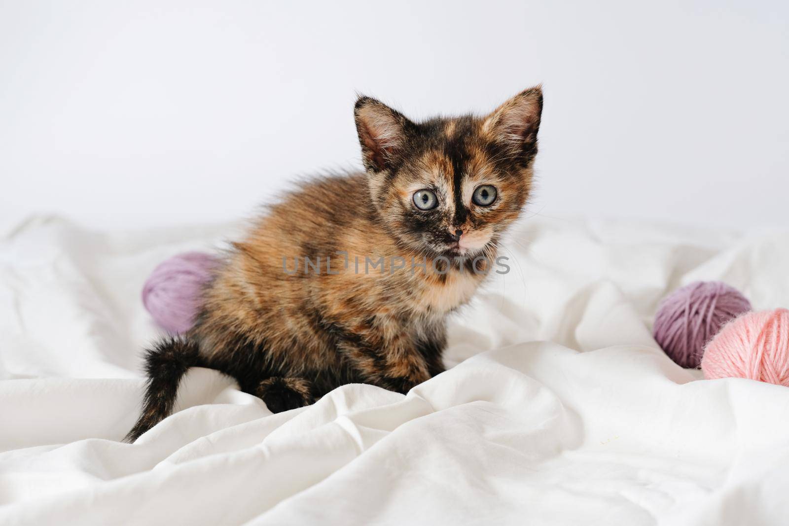 Little curious red striped kitten sitting over white blanket looking at camera with balls skeins of thread.