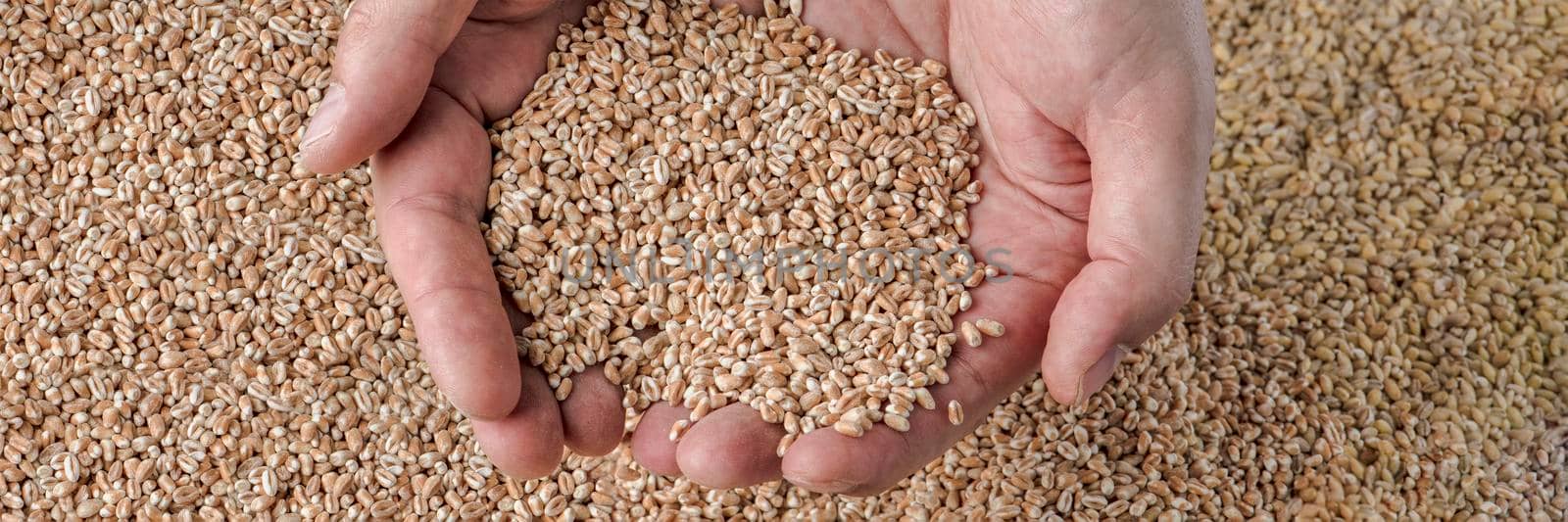 Wheat crisis, lack of grain and crops. Grains of wheat in the hand, against the background of the granary. The concept of the world food crisis. export and import. by SERSOL