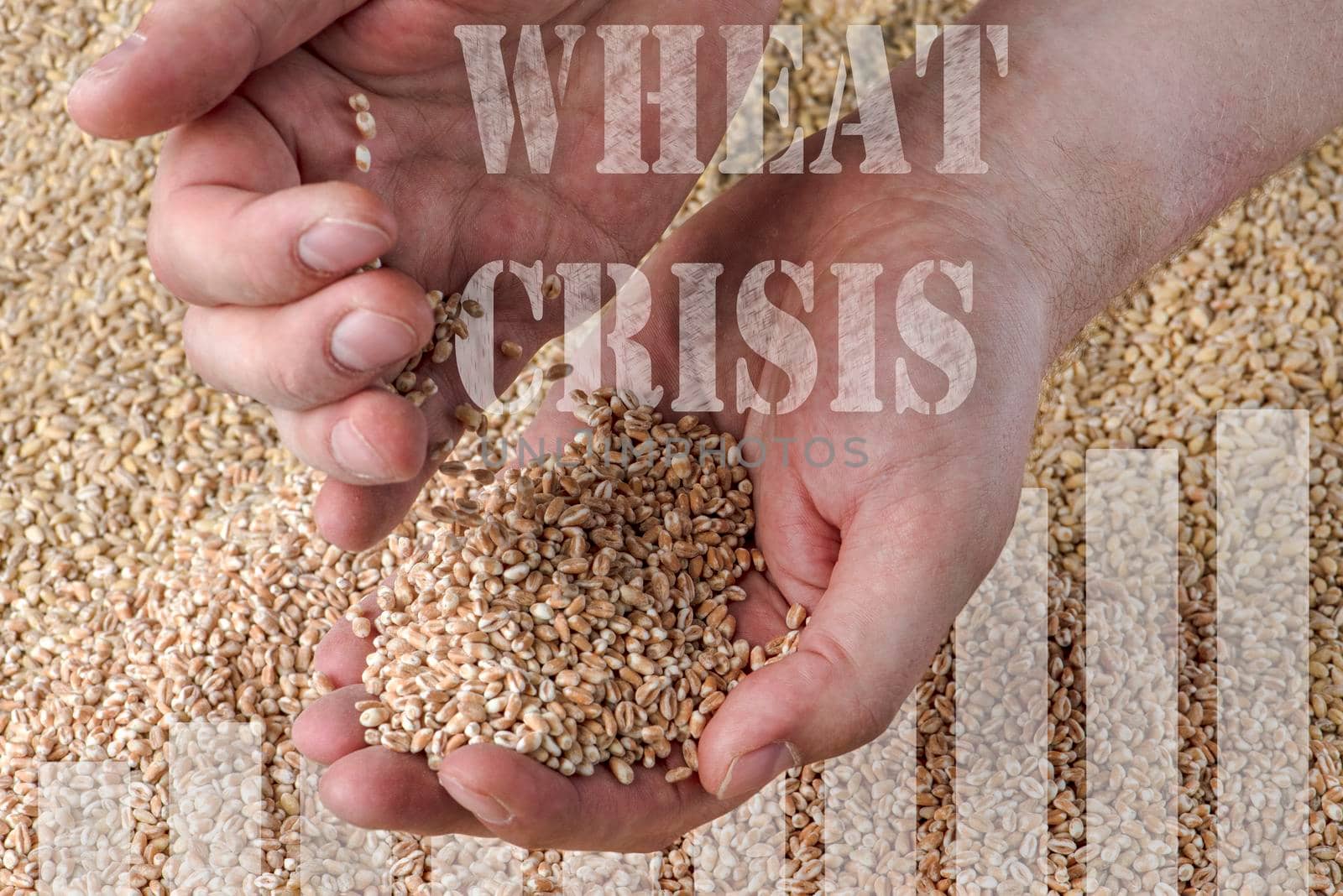 Wheat crisis, lack of grain and crops. Grains of wheat in the hand, against the background of the granary. The concept of the world food crisis. export and import. by SERSOL