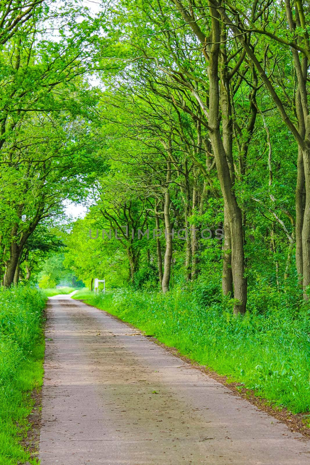 Natural beautiful panorama view with pathway and green plants trees in the forest of Pipinsburg in Geestland Cuxhaven Lower Saxony Germany.