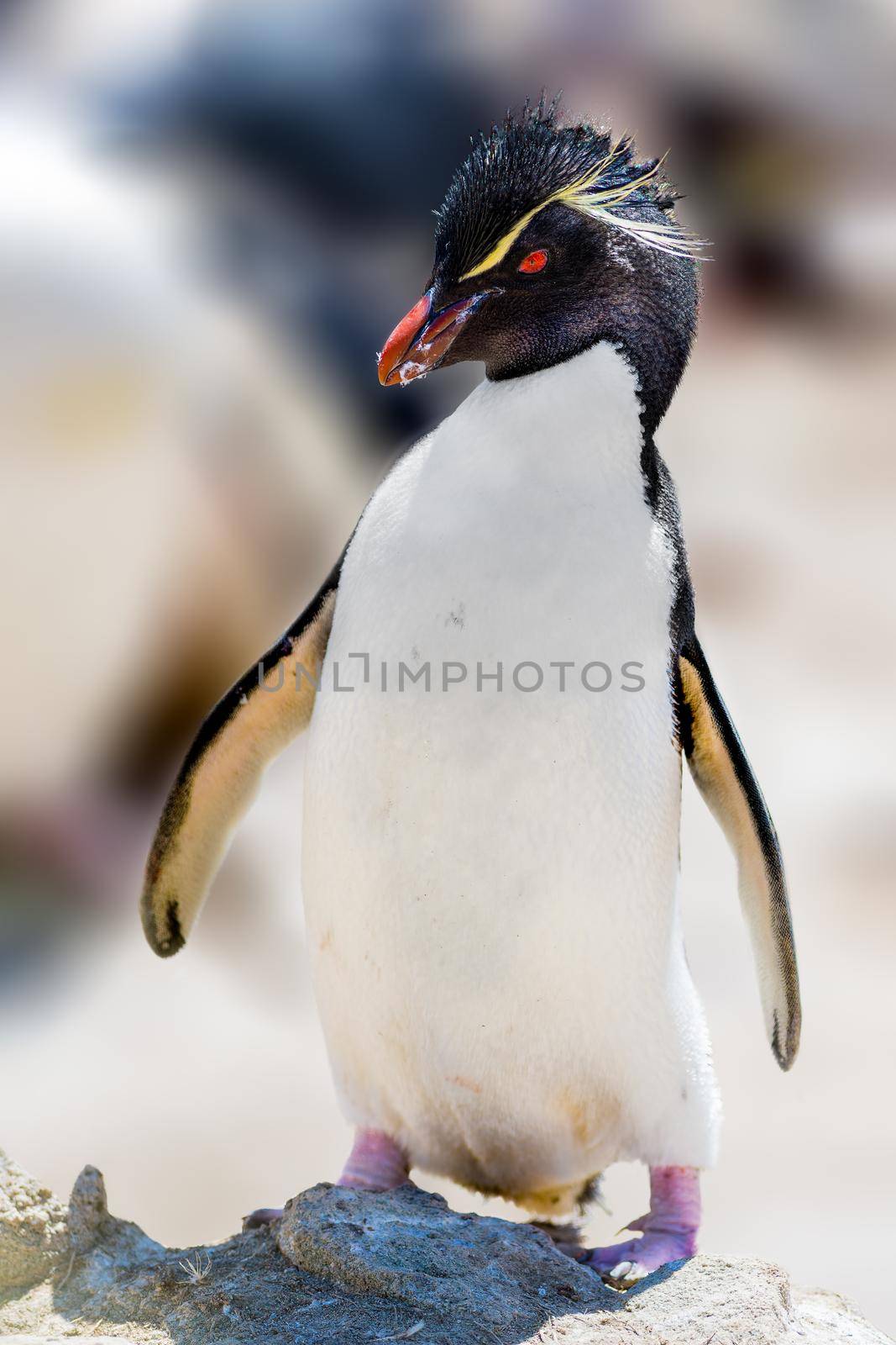 Rockhopper Penguin are the most widespread crested penguins