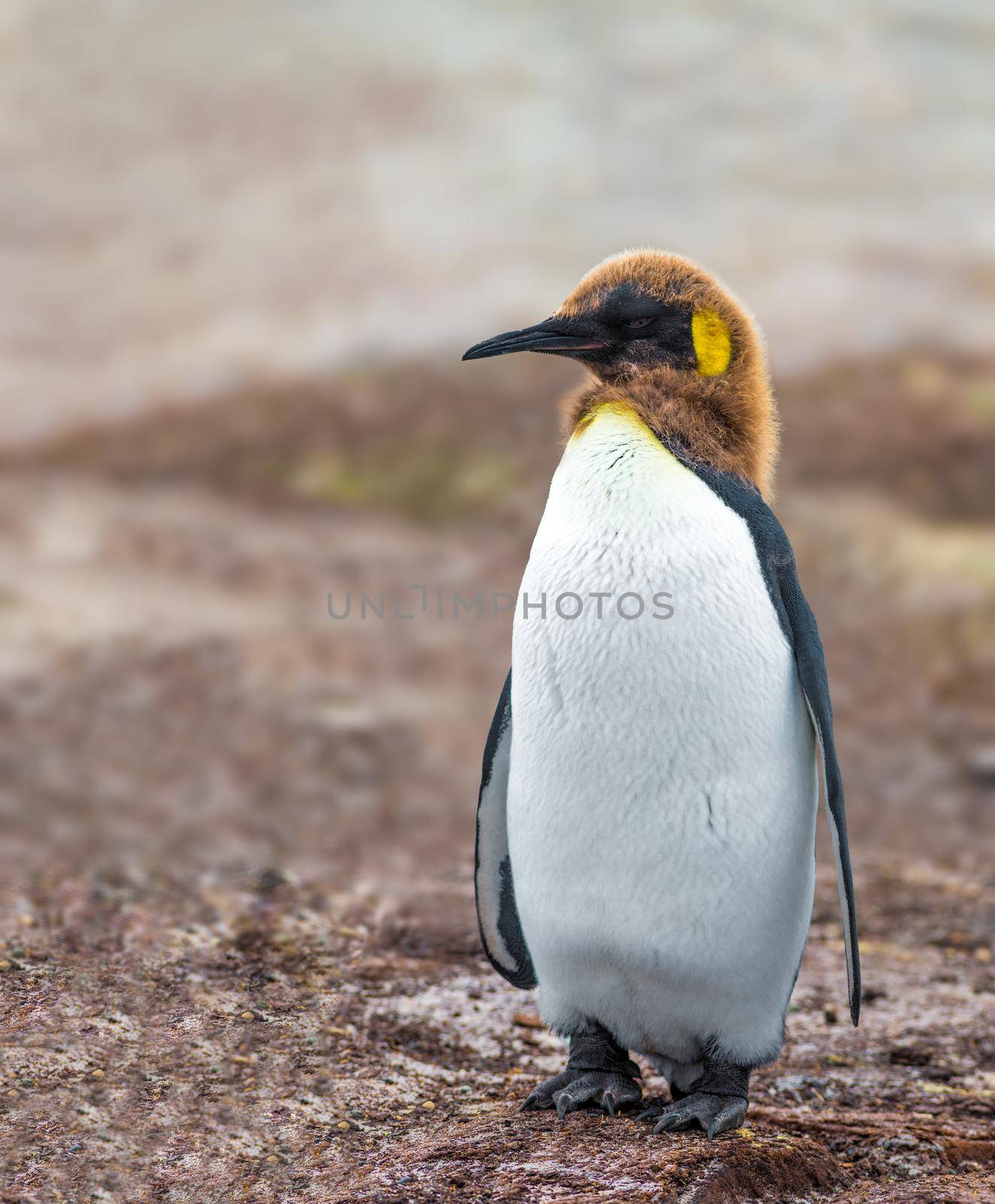 King Penguin is the second largest species of penguin, smaller, but somewhat similar in appearance to the emperor penguin