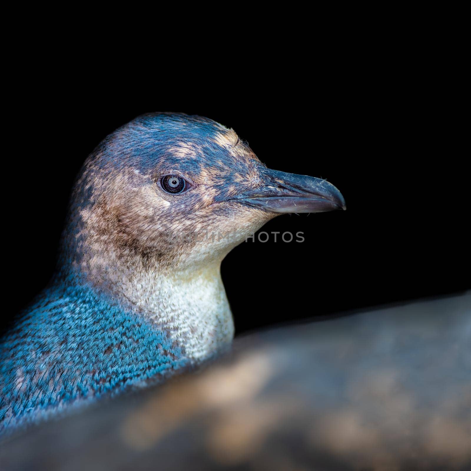 Little Blue Penguin are often called fairy penguins because of their small size