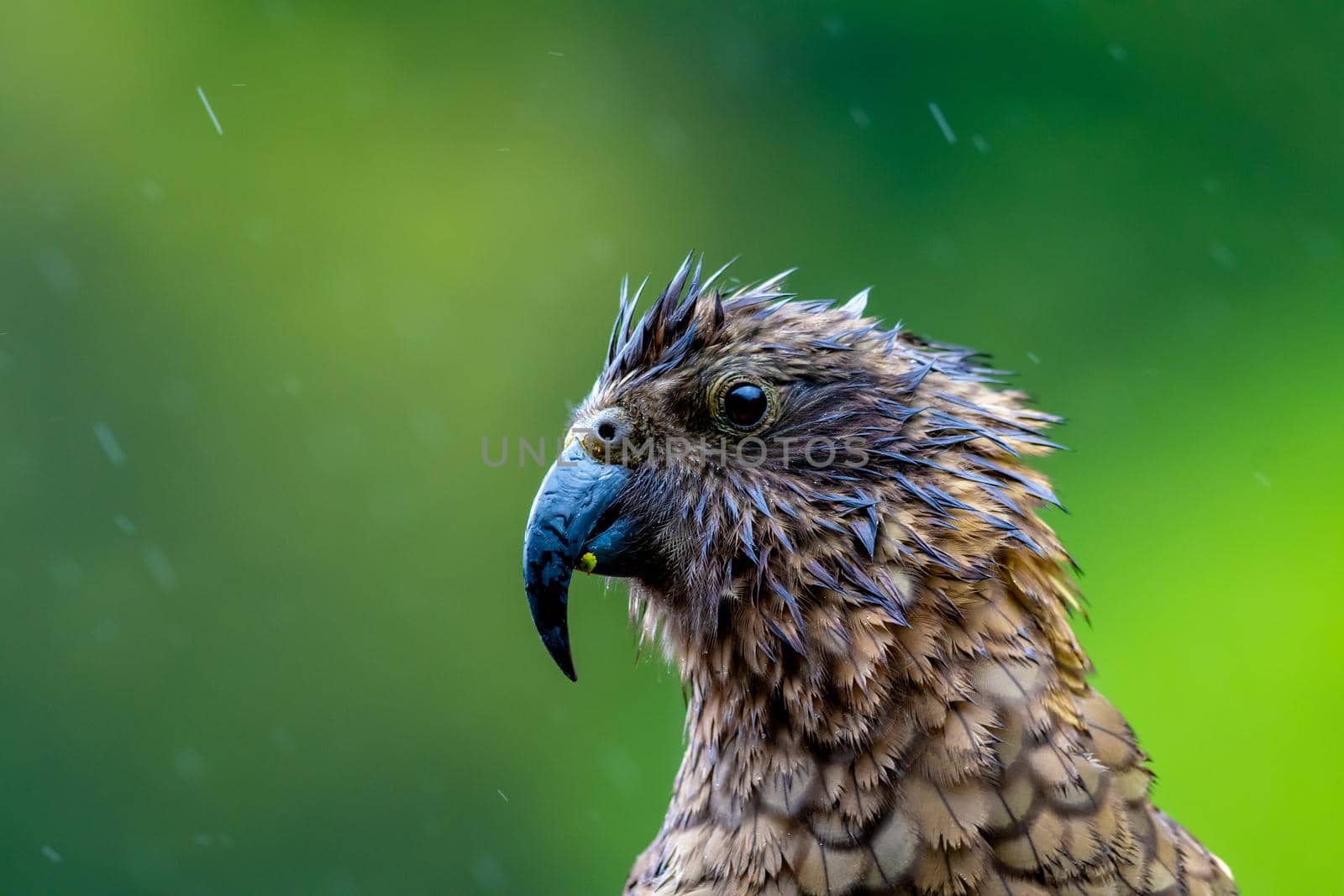 New Zealand Kea Alpine Parrot found in the forested and alpine regions of the South Island of New Zealand.