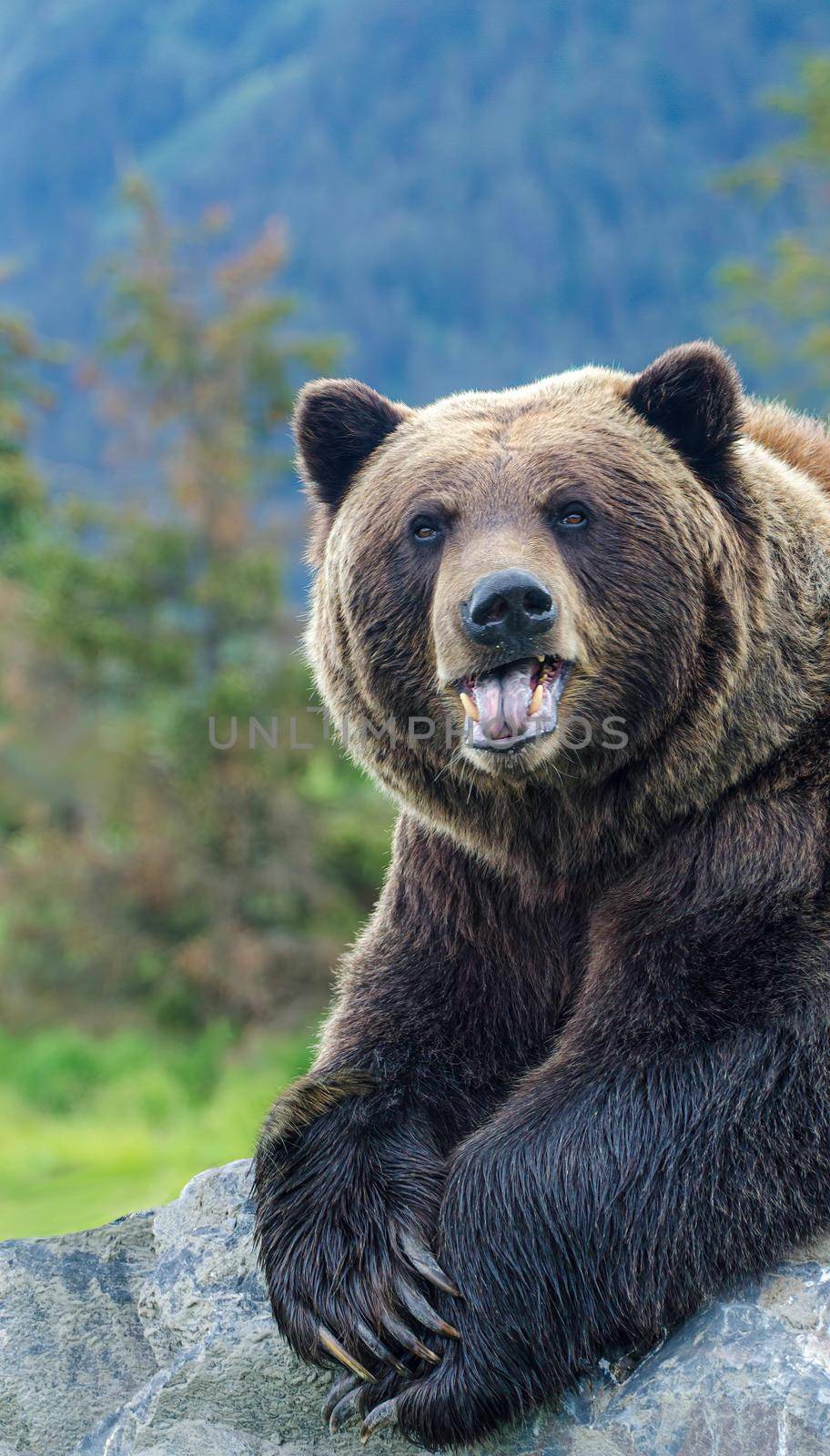 Grizzly Bear also known as the North American brown bear in Denali Alaska