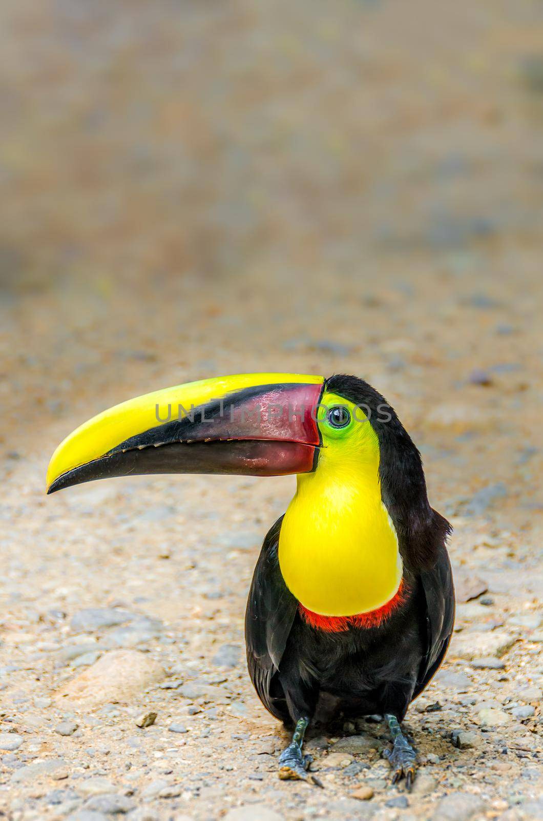 Chestnut mandibled toucan just chilling in Costa Rica