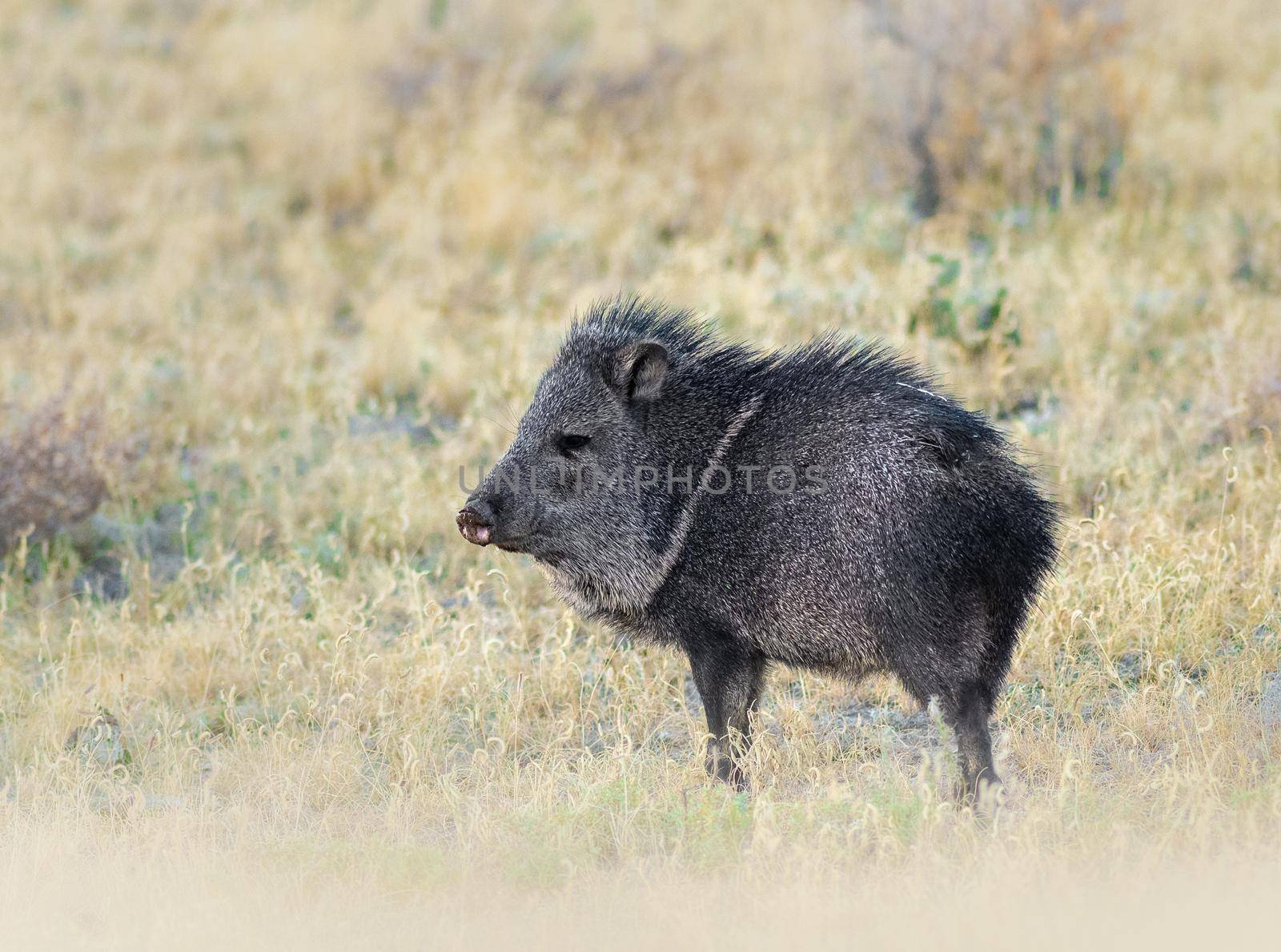 Javelina also known as collared peccary, are medium-sized animals that look similar to a wild boar.