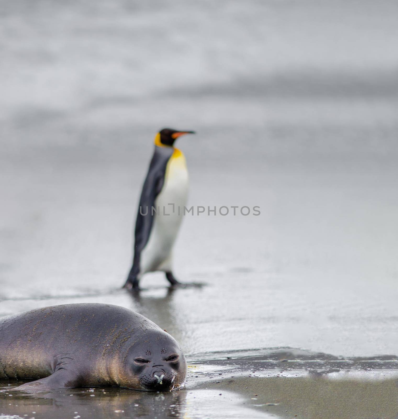 Elephant Seal Pup and King Penguin enjoying the summer in Antarctica