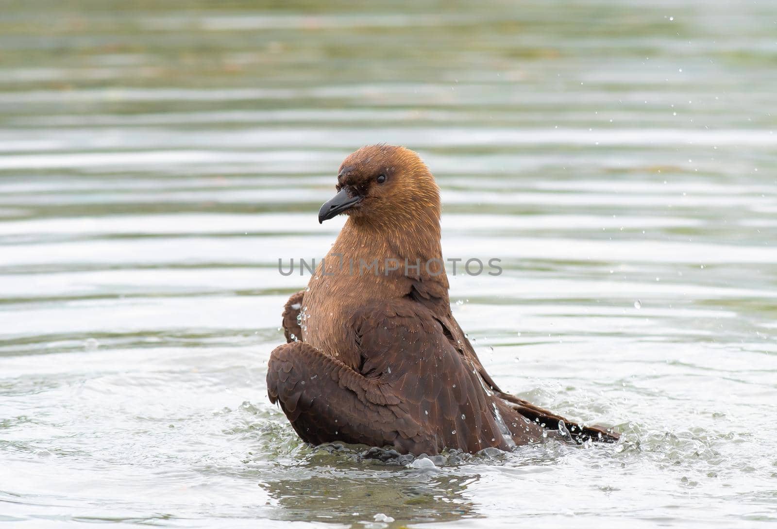 Brown Skua bathing in South Georgia and the South Sandwich Islands