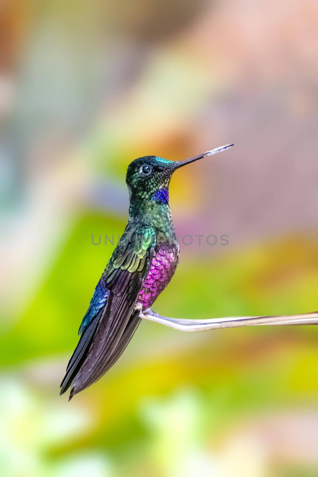 Blue throated star frontlet hummingbird in Columbia