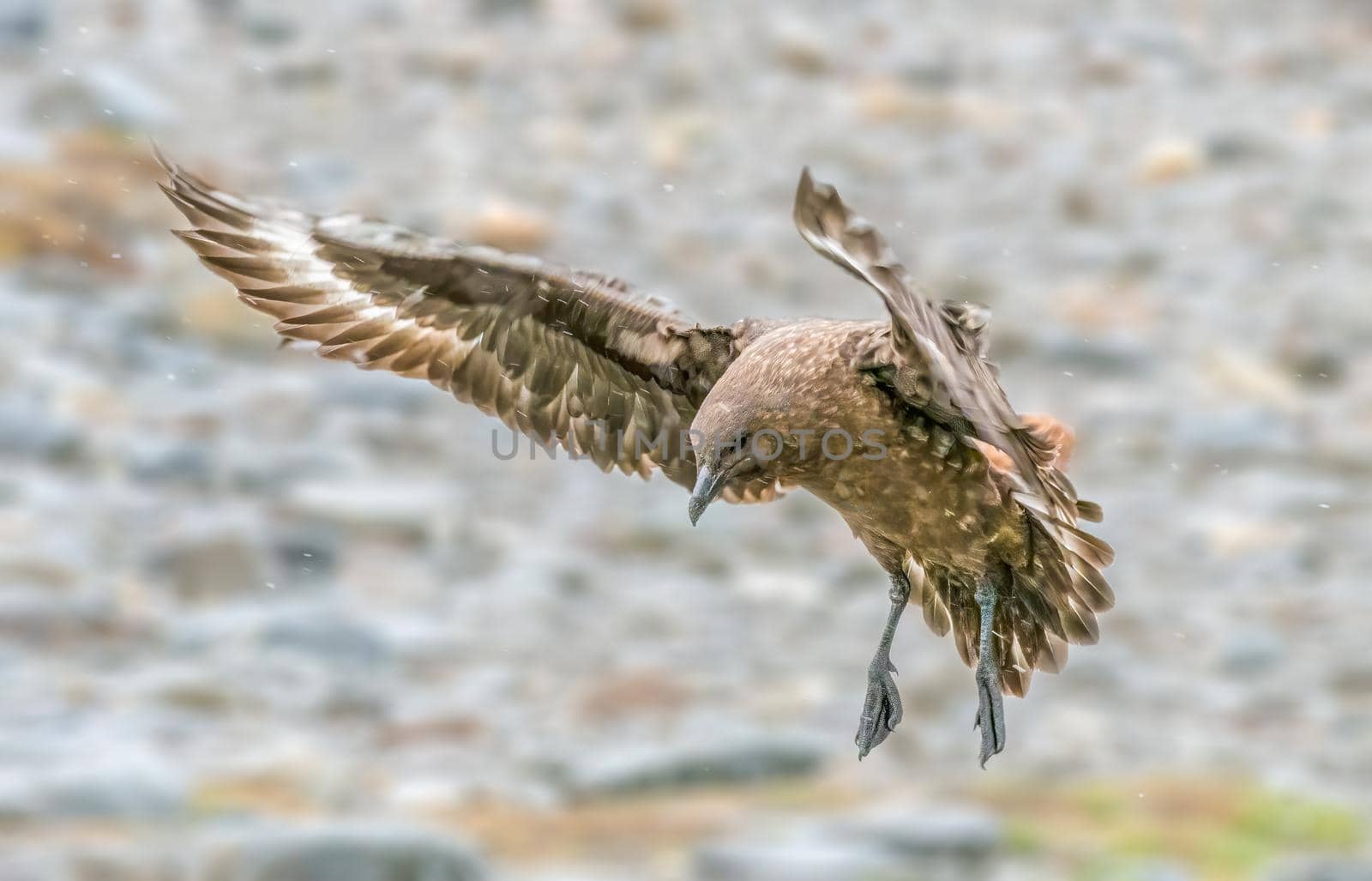 Brown Skua South Georgia and the South Sandwich Islands