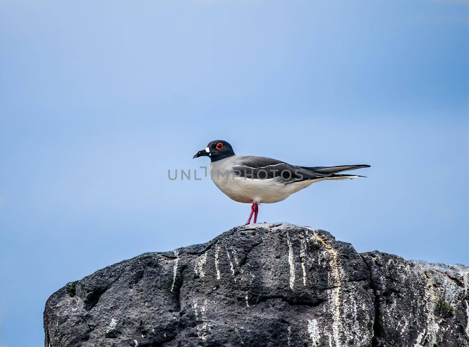 Swallow Tailed Gull perched on a rock in Galapagos Ecuador