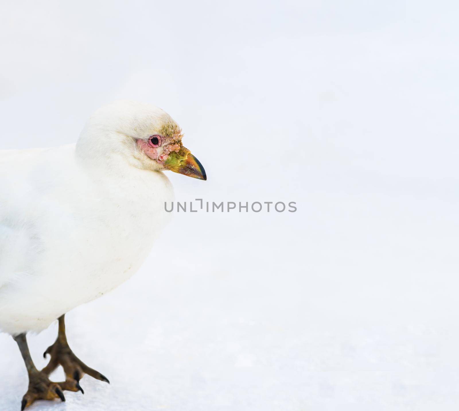 Snowy sheathbill also known as the greater sheathbill, pale-faced sheathbill, and paddy