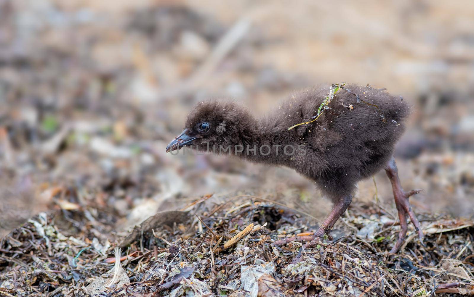 Wekas or woodhens are often mistaken for a Kiwi because, they are brown and flightless and not found outside New Zealand.