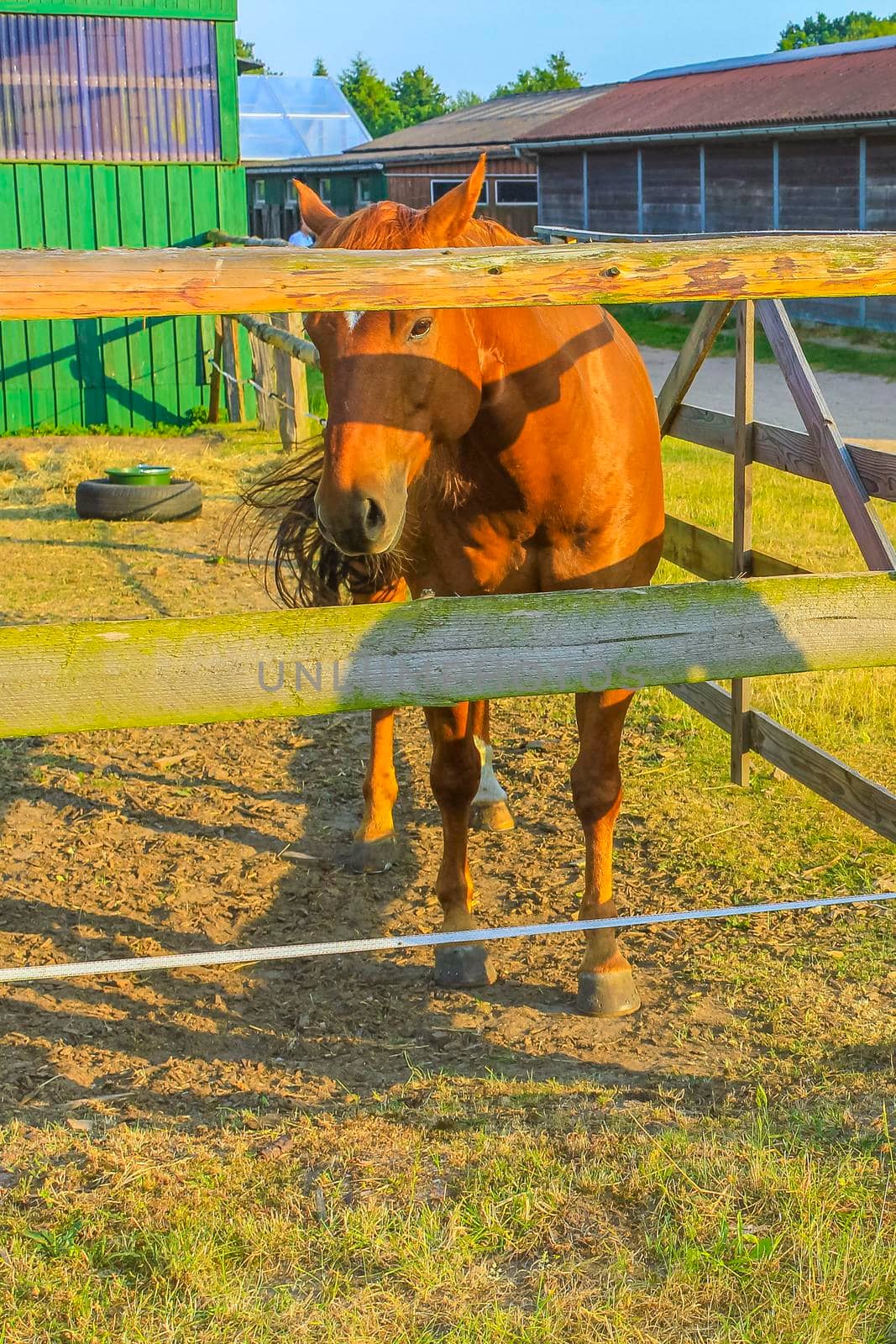 Majestic horses in north German agricultural field nature landscape panorama in Pipinsburg Geestland Lower Saxony Germany.