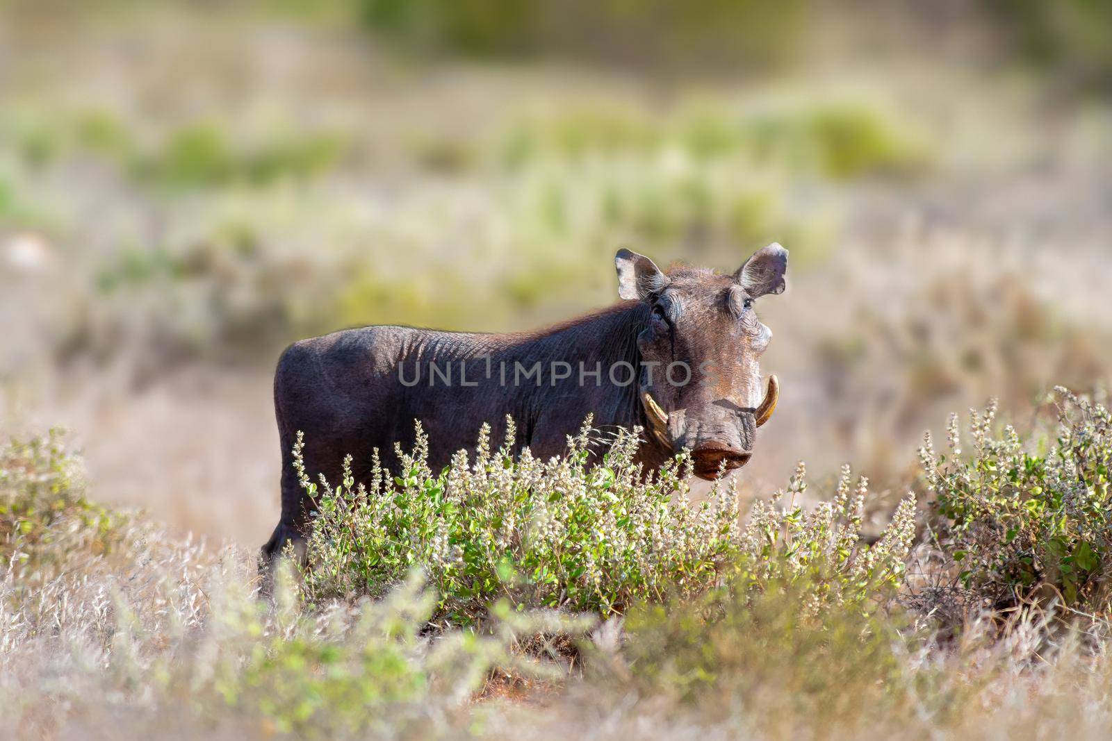 Warthog sturdy hogs are not among the world's most aesthetically pleasing animals