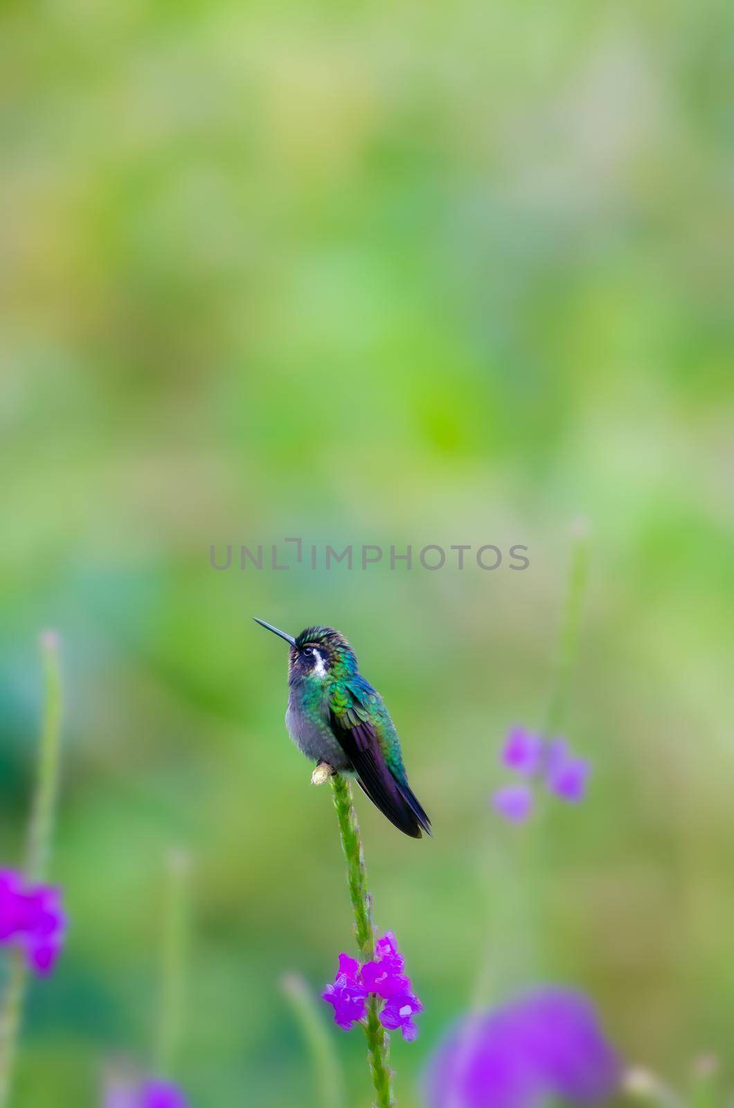 Purple Throated Mountain Gem is a stunning medium-sized hummingbird